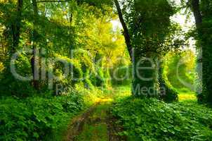 Muddy road