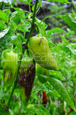 Unripe peppers