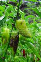 Unripe peppers
