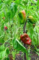 Peppers in the garden