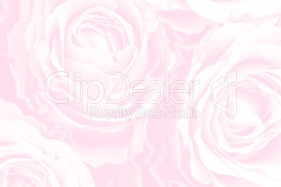 Hintergrund aus Rosen - Background of roses