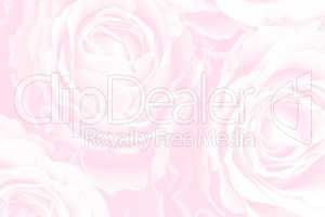 Hintergrund aus Rosen - Background of roses