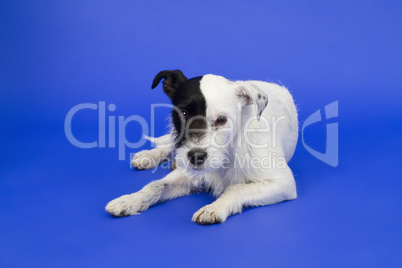 Süßer Hund vor blauem Hintergrund - Cute dog on over background