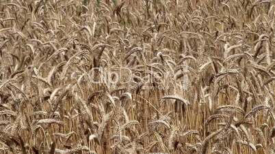 ripening grain in a wheat field