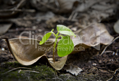 close up shot of leaf