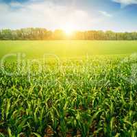 sunrise over the corn field