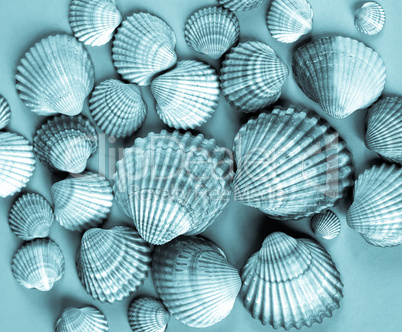 Shells picture