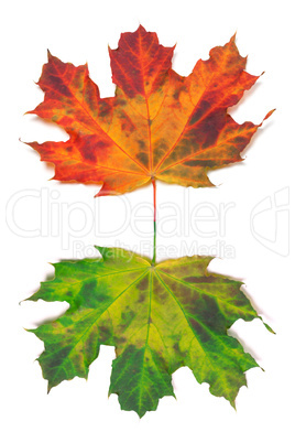 Maple-leafs on white background