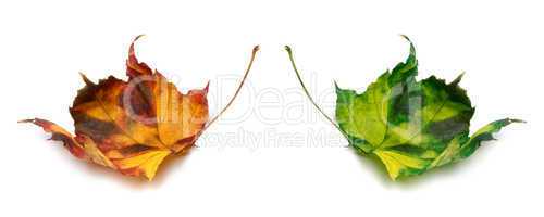 Orange and green autumn maple-leafs