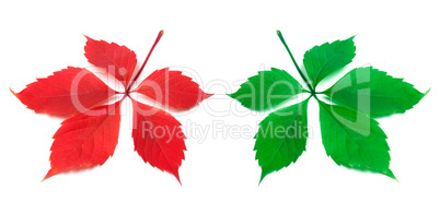 Red and green virginia creeper leaf on white background