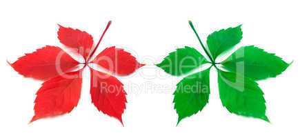 Red and green virginia creeper leaf on white background