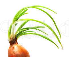 Sprouting onion (Allium cepa)