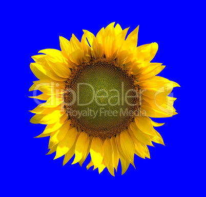 Sunflower on blue background