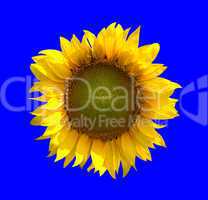 Sunflower on blue background