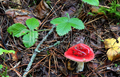 Russula emetica. mushroom in the forest