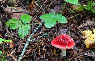 Russula emetica. mushroom in the forest