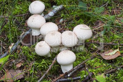 Lycoperdon.  mushrooms in the forest