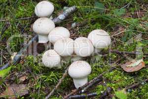 Lycoperdon.  mushrooms in the forest