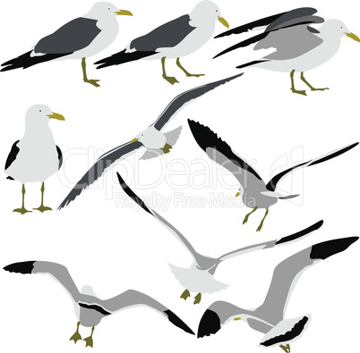 Set black silhouettes of seagulls