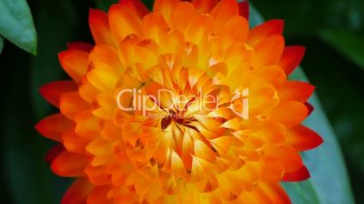 Strohblumen (Helichrysum)