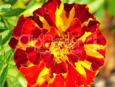 Tagetes