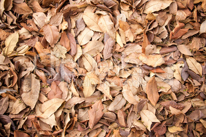 dry leaf in autumn background