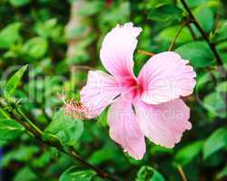 close up pink  Hibiscus flowers call Chaba Flower in Thailand