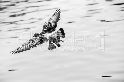 fly rock pegion on the water