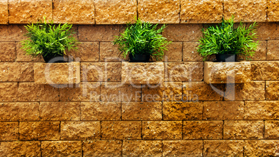 three clump of green grass on the brick wall