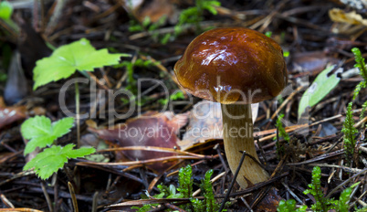 Polish mushroom in the forest