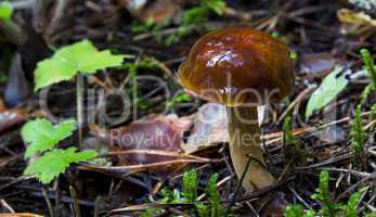 Polish mushroom in the forest