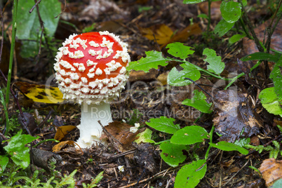 Amanita muscaria. mushroom in the forest