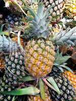 pineapple fruit background