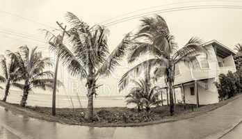 Caibbean island coastline. House and coconut trees on a overcast