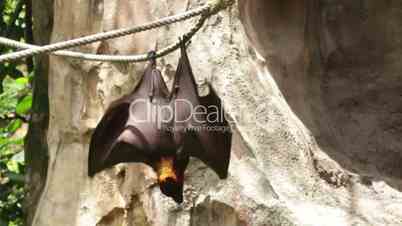 Huge Bat Giant Golden-Crowned Flying Fox