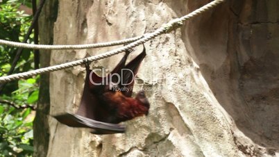 Huge Bat Giant Golden-Crowned Flying Fox