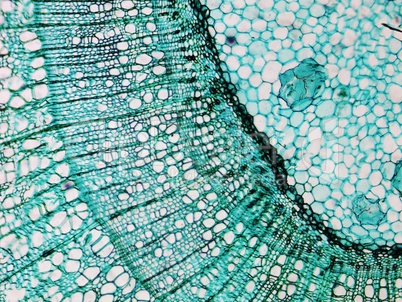 Pine Wood micrograph