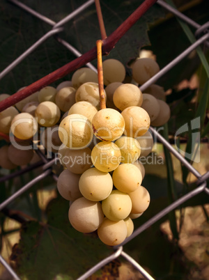 Bunch of ripe grapes