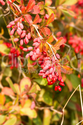 European barberry