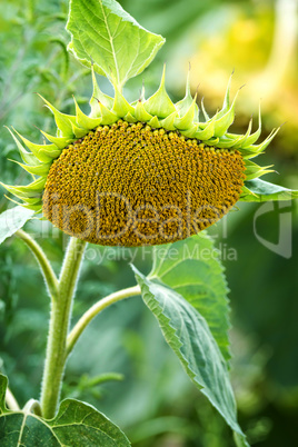 Mature sunflower