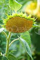 Mature sunflower