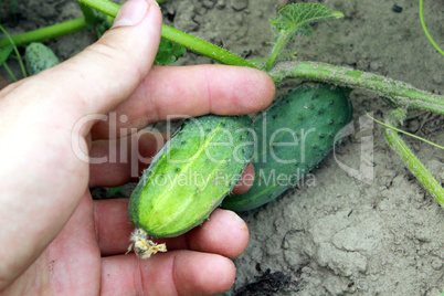 human hand with fruits of the cucumber