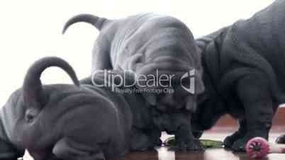 Shar Pei Pups Playing with a Rag