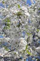 a lot of flowers of blossoming cherry