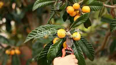 Collecting Loquats from the Tree in Spring