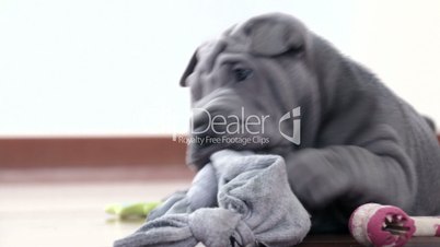 Shar Pei Pup Playing with its Rag