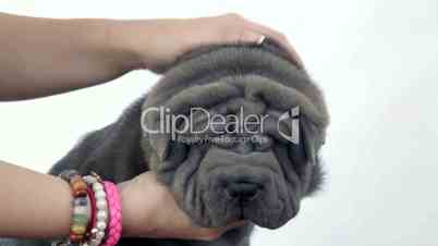 Shar Pei Puppy Petted by its Owner