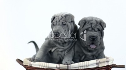 Two Shar Pei Pups Sitting in a Basket