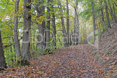 Weg im Herbstwald