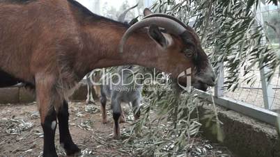 Goat is eating olive leaves